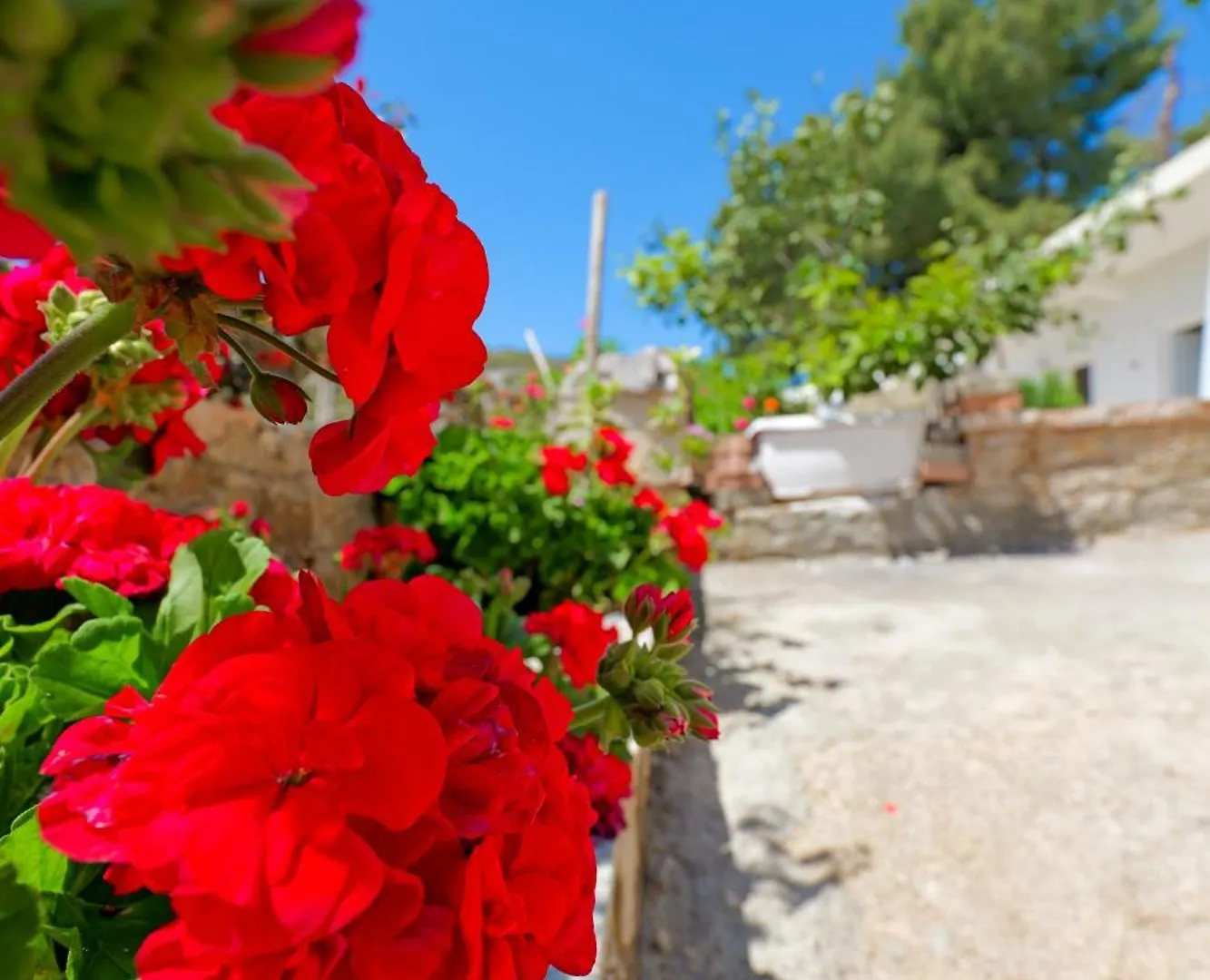 Flower Vila Saranda 0*,