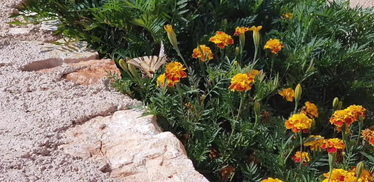 Flower Vila Saranda