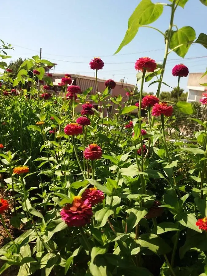Flower Vila Sarande Apartment